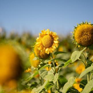 Tournesol